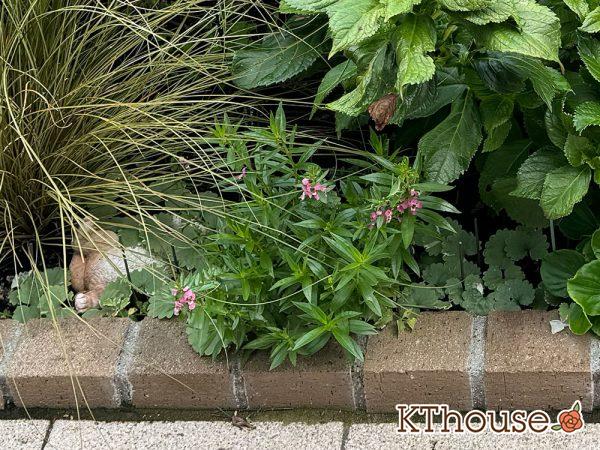 アンゲロニア 地植え 2024/8/23