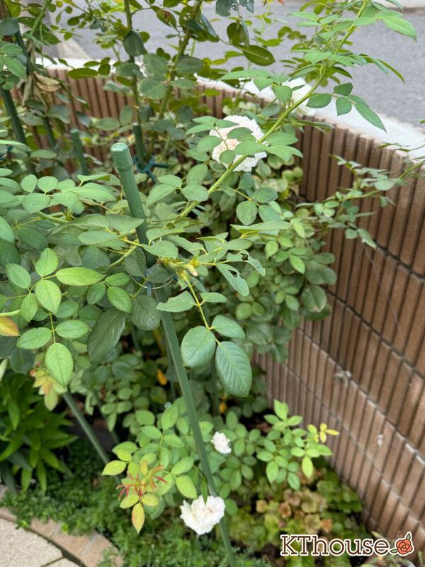 シュラブローズ・バラ「クリスティアーナ(christiana)」2024/8/23