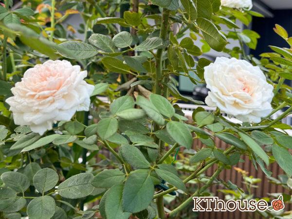 シュラブローズ・バラ「クリスティアーナ(christiana)」2024/8/23