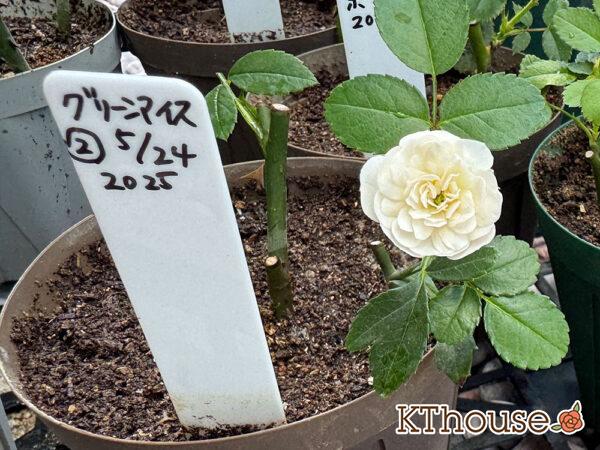 ミニバラ グリーンアイス 2025/7/10