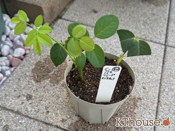 バラ ジュード・ジ・オブスキュア(David Austin Jude the obscure) 挿し木 2025/7/10