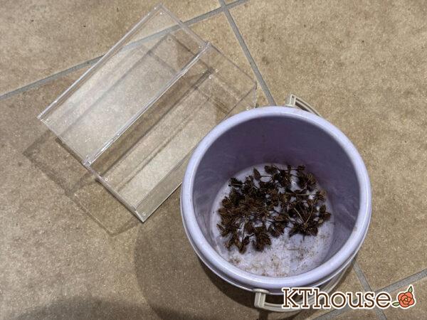 オルラヤ・オルレア(ホワイトレースフラワー)(Orlaya grandiflora)2025/7/17