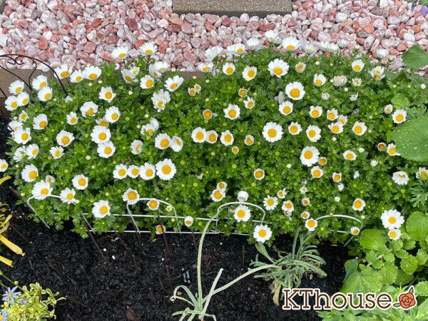 クリサンセマム(ノースポール/Chrysanthemum)2024/3/26