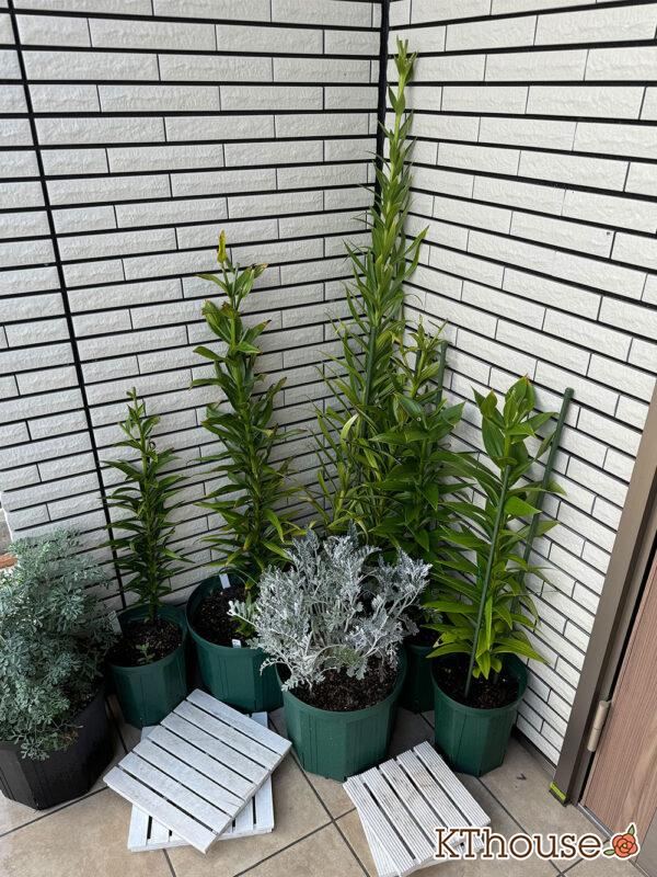 百合 ユリ リリー 鉢植え 2024/9/2