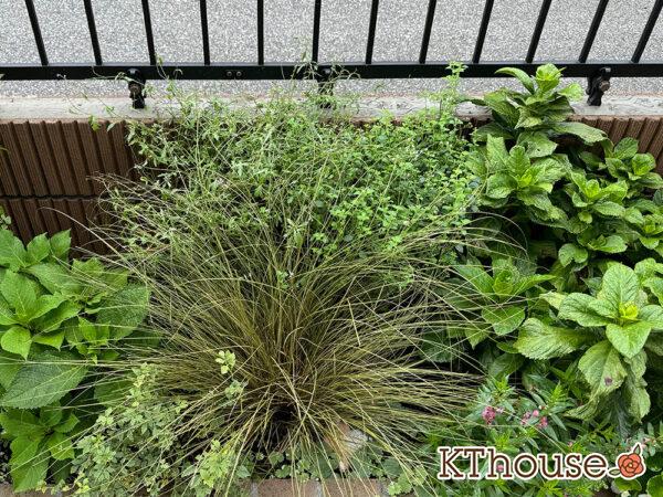 カラミンサ・ネペタ(Calamintha nepeta) 2024/9/3