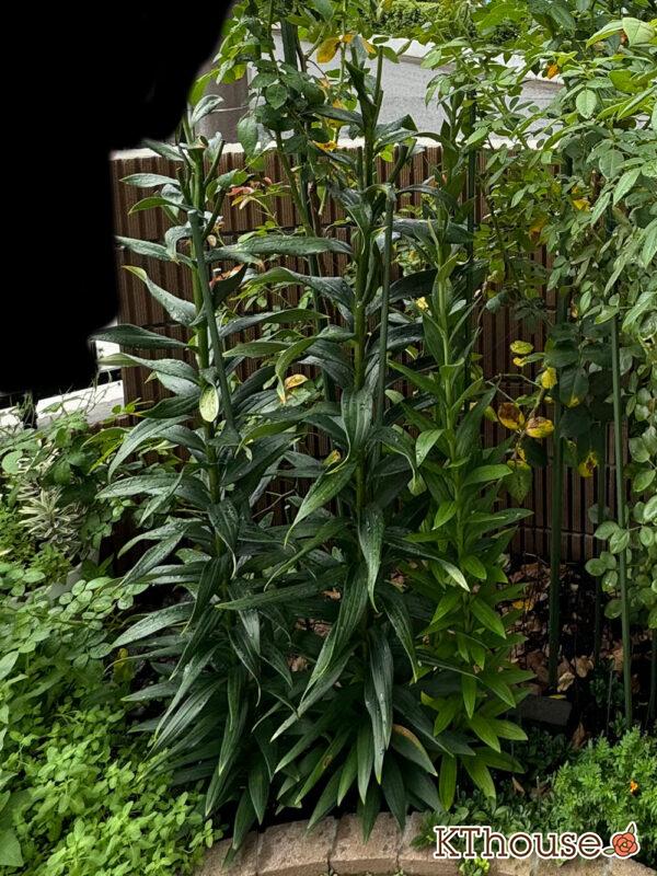 百合 ユリ リリー 地植え 2024/9/3