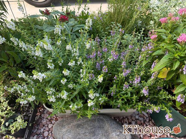 アンゲロニア プランター 白とブルー 2024/9/5