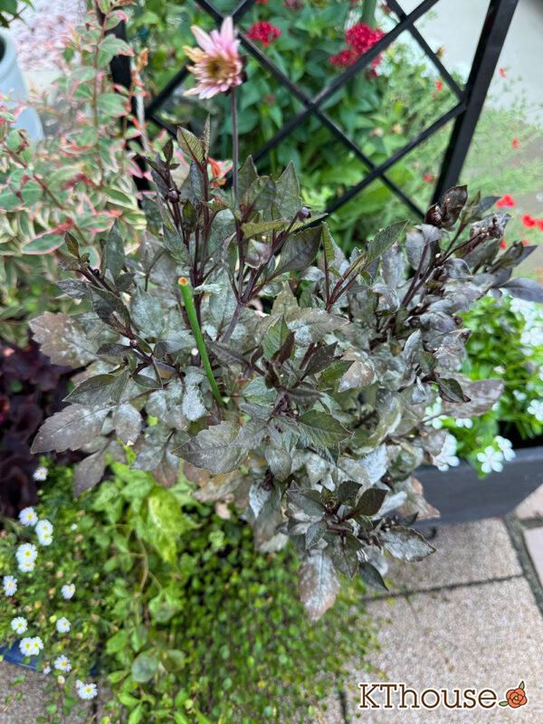 ダリア ブロンズメロディー エタニティー うどんこ病 2025/7/28