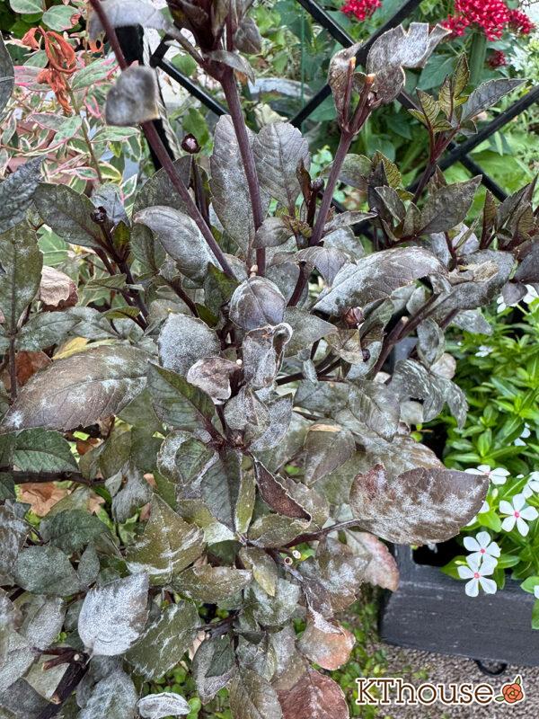 ダリア ブロンズメロディー エタニティー うどんこ病 2025/7/28