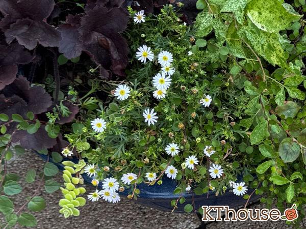 ブラキカム スープリームホワイト 2025/7/28