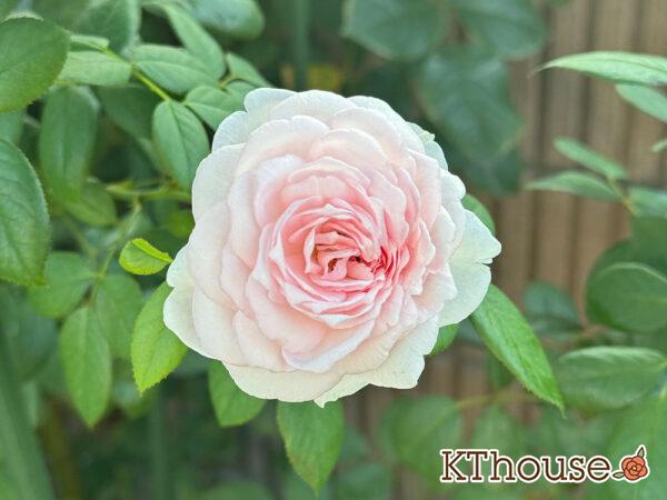 シュラブローズ・バラ「クリスティアーナ(christiana)」2024/9/6