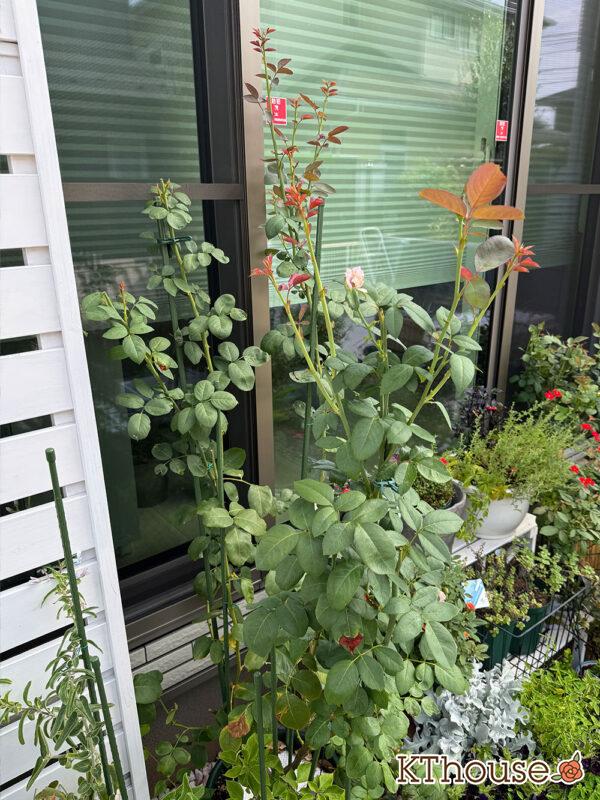 バラ・ブルームーン(rose blue moon) 2024/9/8