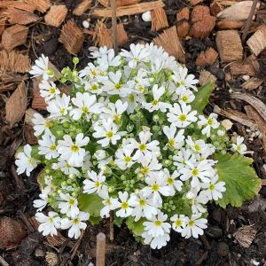 プリムラ・マラコイデス 古都さくら 2024/3/31