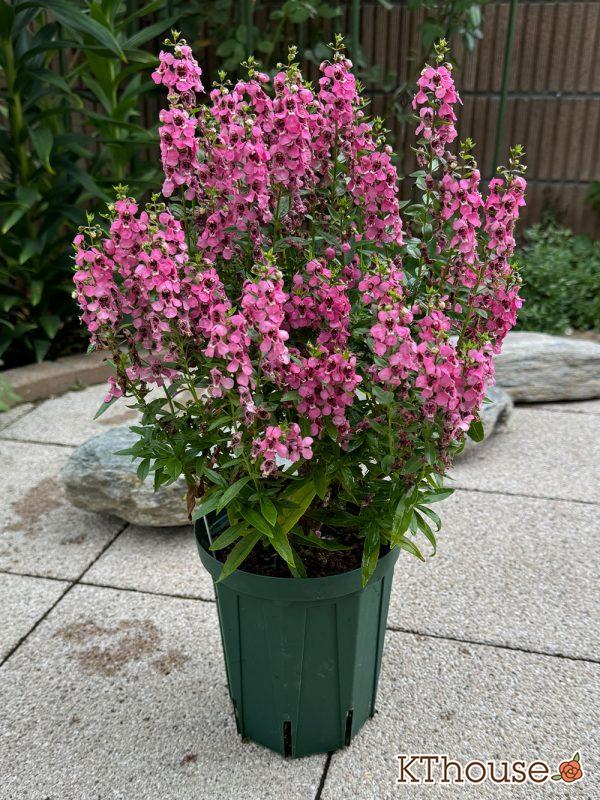 アンゲロニア スリッド鉢 ピンク 2024/9/16