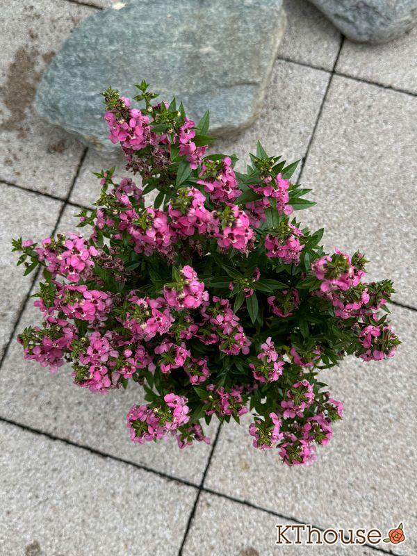 アンゲロニア スリッド鉢 ピンク 2024/9/16