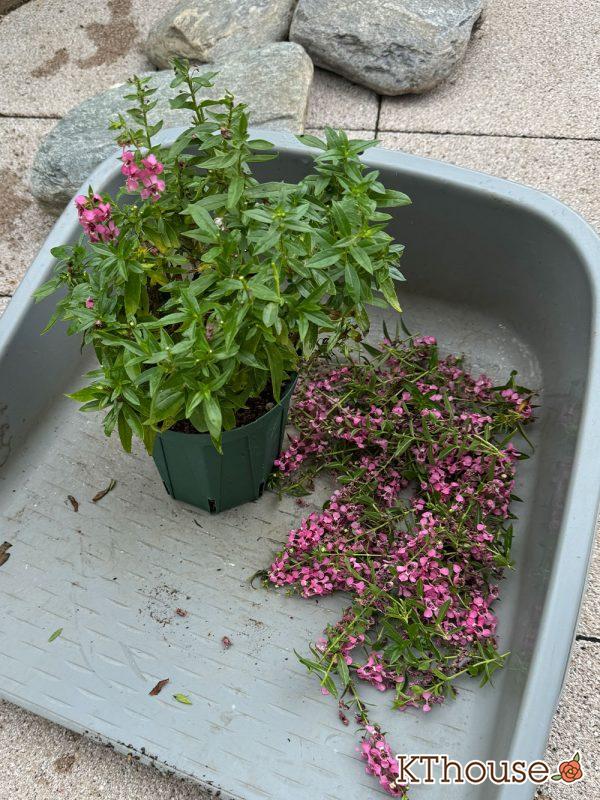 アンゲロニア スリッド鉢 ピンク 2024/9/16