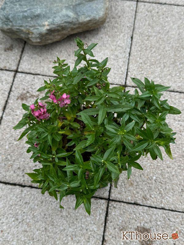 アンゲロニア スリッド鉢 ピンク 2024/9/16