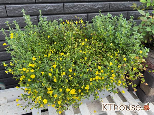 PWメカルドニア ゴールドダスト・ワイヤープランツ スポットライト・レモンタイム 2025/8/18