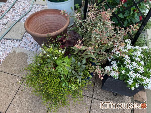 【寄せ植え】ダリア・ヒペリカム トリカラー・ブラキカム スープリームホワイト・ヒューケラ・ワイヤープランツ・ヘンリーツタ ベロニカ 2025/8/18