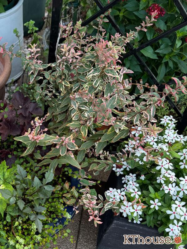 ヒペリカム トリカラー 2025/8/18