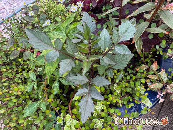 ダリア ブロンズメロディー エタニティー 2025/8/18