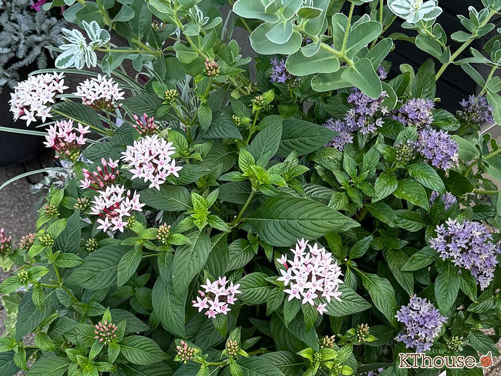 ペンタス 地植え 2025/8/18