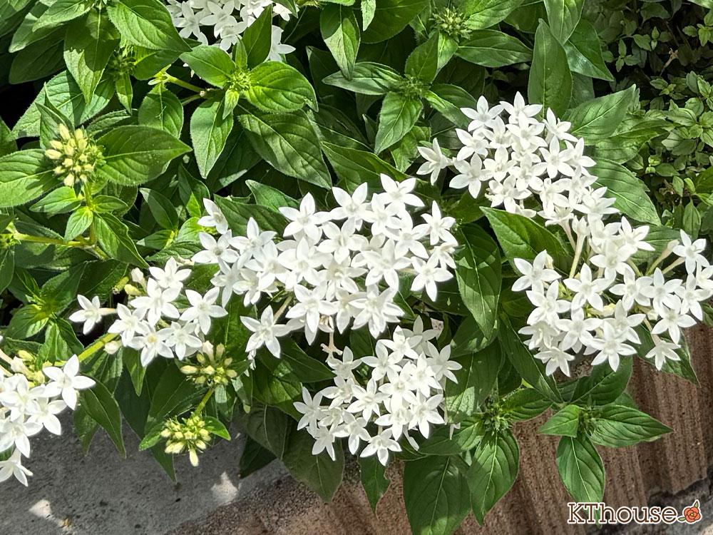 ペンタス 地植え 2025/8/25