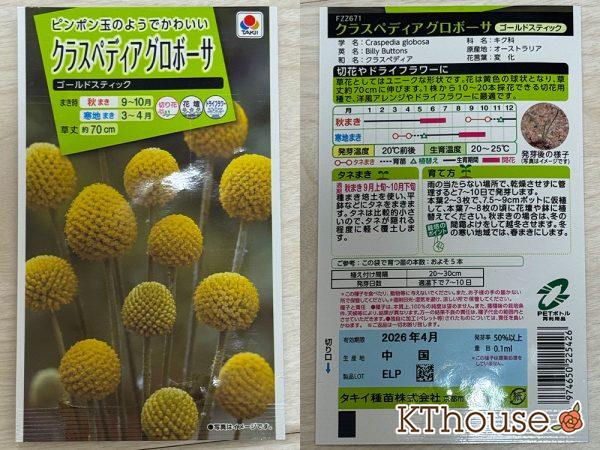 クラスペディア グロボーサ