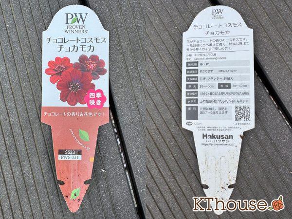 PWチョコレートコスモス チョカモカ