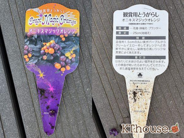 観賞用とうがらし オニキスマジックオレンジ