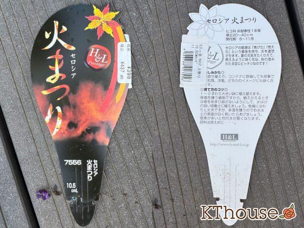 セロシア 火まつり