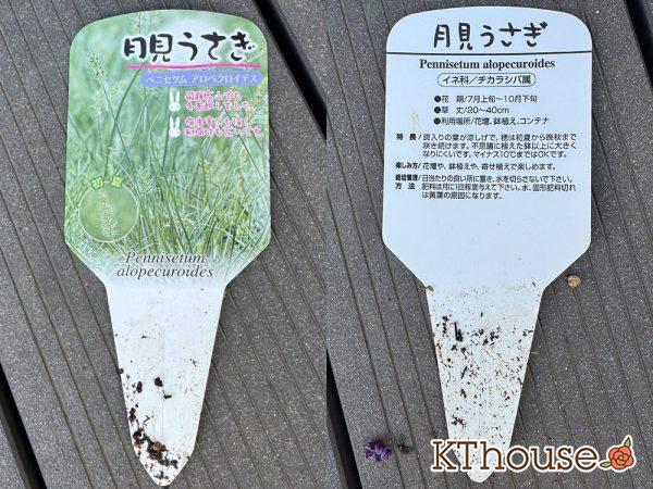 月見うさぎ ペニセツム アロペクロイデス