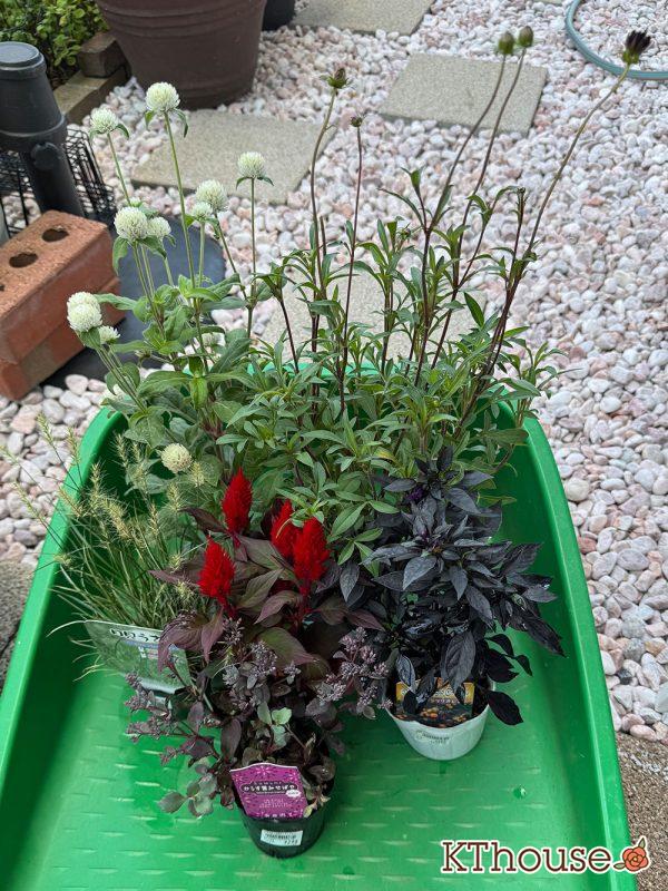 寄せ植え 20250907