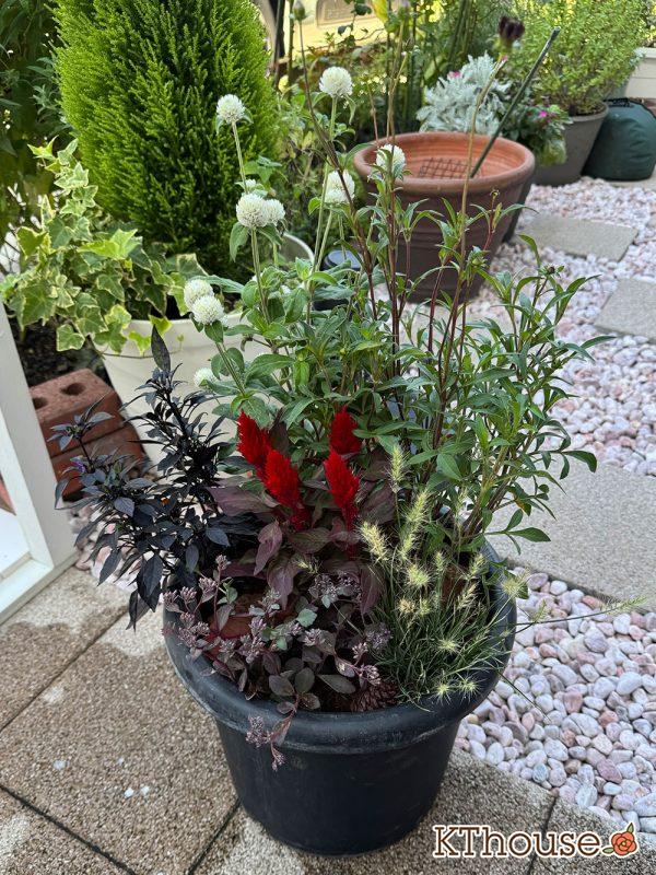 寄せ植え 20250907