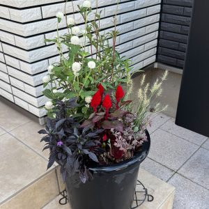 寄せ植え 20250907