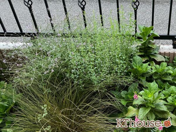 カラミンサ・ネペタ(Calamintha nepeta) 2024/9/22