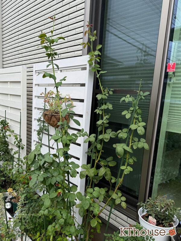 バラ・ブルームーン(rose blue moon) 2024/9/22