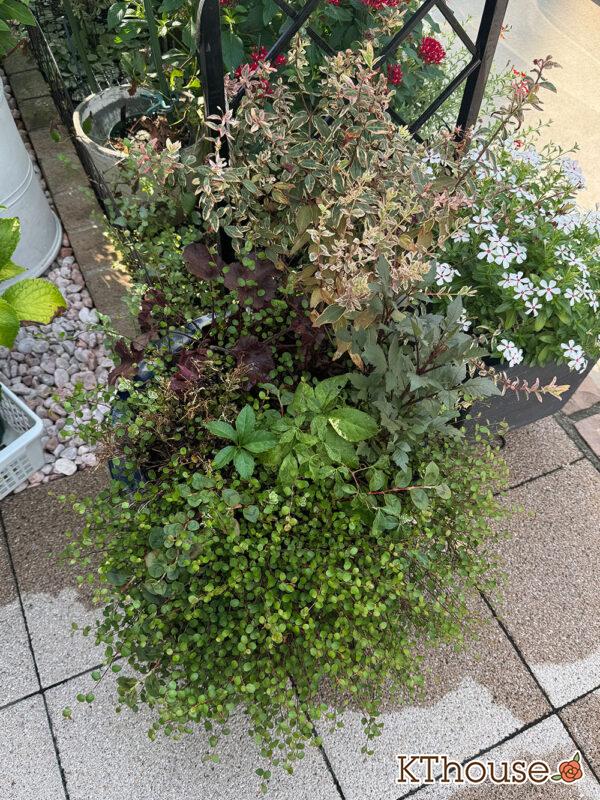 【寄せ植え】ダリア・ヒペリカム トリカラー・ブラキカム スープリームホワイト・ヒューケラ・ワイヤープランツ・ヘンリーツタ ベロニカ 2025/9/9