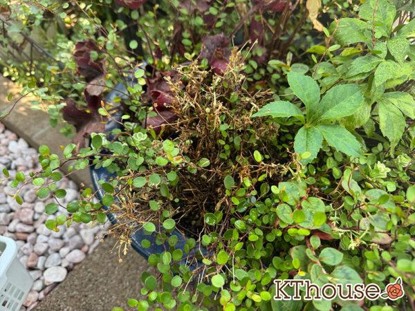 ブラキカム スープリームホワイト 2025/9/9