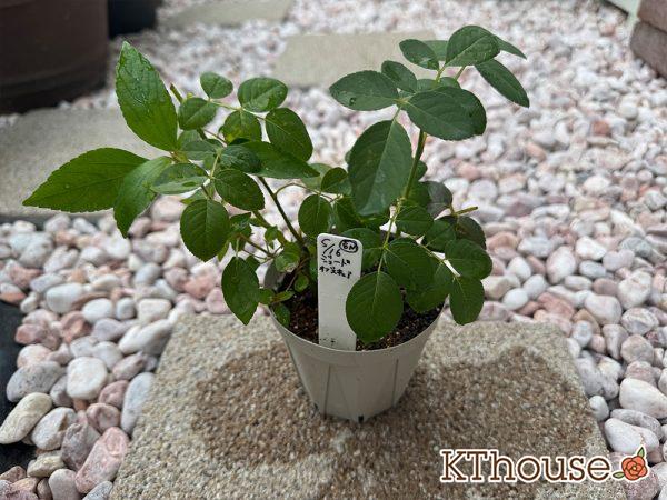 バラ ジュード・ジ・オブスキュア(David Austin Jude the obscure) 挿し木 2025/9/9