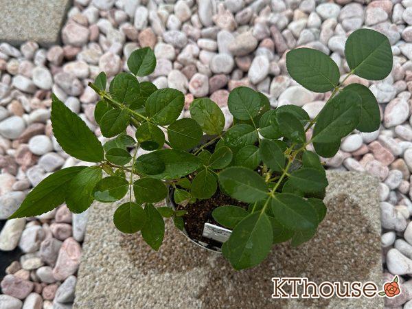 バラ ジュード・ジ・オブスキュア(David Austin Jude the obscure) 挿し木 2025/9/9