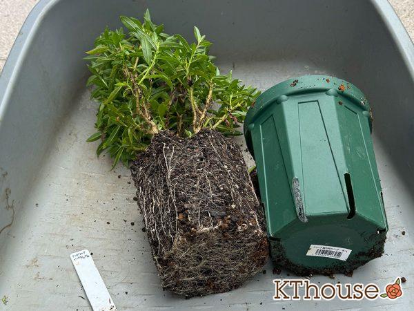 アンゲロニア スリッド鉢 ピンク 2024/9/23