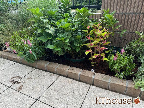 アンゲロニア スリッド鉢 ピンク 2024/9/23