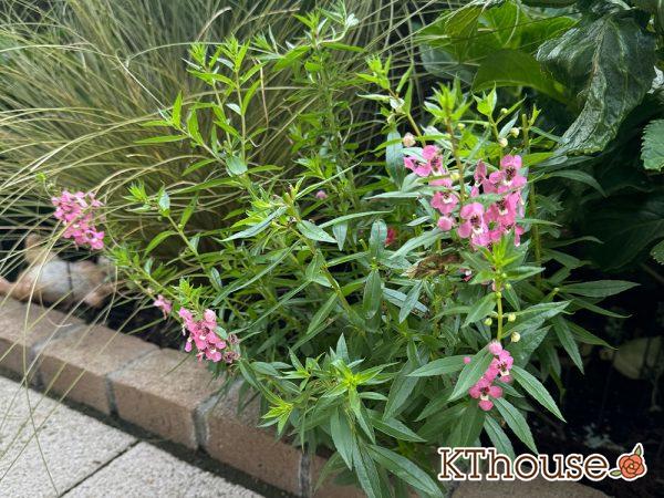 アンゲロニア 地植え 2024/9/22