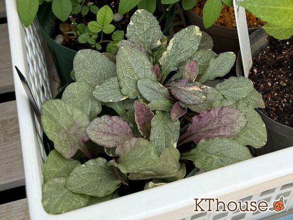 株分けしたアジュガ バーガンディグロー 2024/9/23