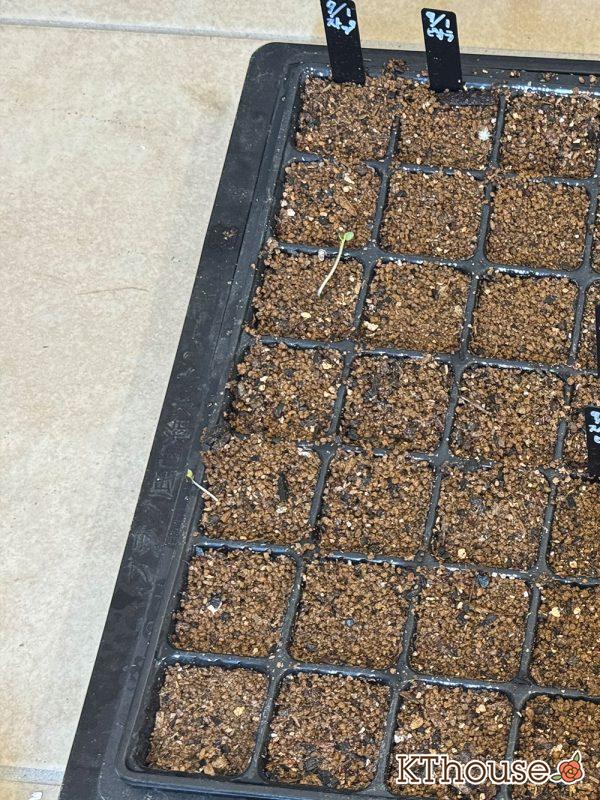 DAISO(ダイソー)ストックの種まき 2025/9/9