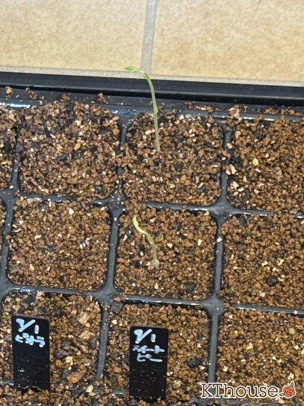 DAISO(ダイソー)スイートピーの種まき 2025/9/9