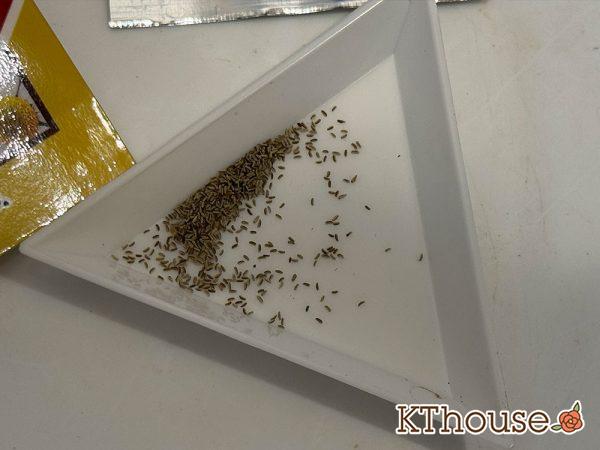 カモミールの種まき 2025/9/9