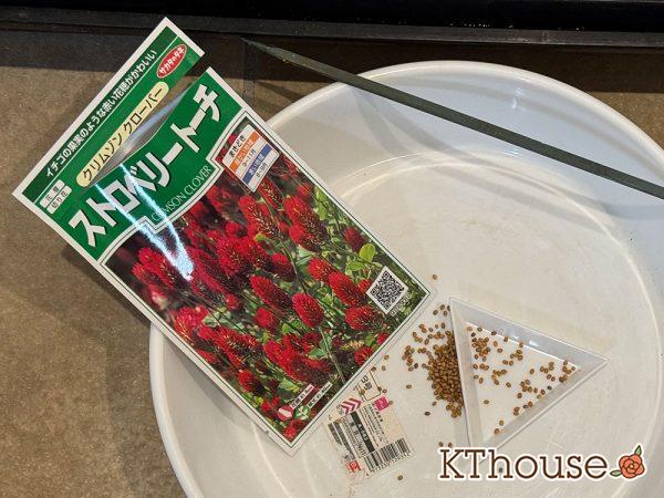 ストロベリートーチ(クリムゾンクローバー)の種まき 2025/9/9