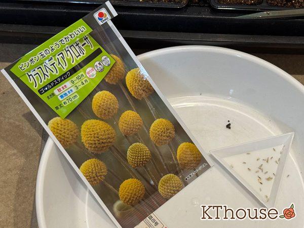 クラスペディア グロボーサの種